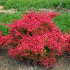 Sunjoy Neo® Barberry -Green Haven Shop Berberis Sunjoy Neo 3