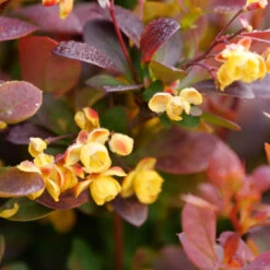 Sunjoy Todo® Barberry -Green Haven Shop Berberis Sunjoy Todo 3