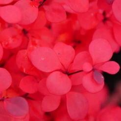 Sunjoy Todo® Barberry -Green Haven Shop Berberis Sunjoy Todo 4