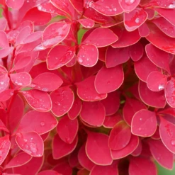 Sunjoy Orange Pillar™ Barberry -Green Haven Shop BerberisSunjoyOrangePillarP1025746 1080x1080 76a3ca4