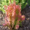 Sunjoy Orange Pillar™ Barberry -Green Haven Shop BerberisSunjoyOrangePillarP1106745 1080x1080 c962c12