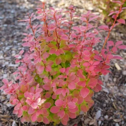 Sunjoy Orange Pillar™ Barberry -Green Haven Shop BerberisSunjoyOrangePillarP1106756 1080x1080 08a64df