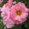 Blushing Drift® Rose 2 Blushing Drift® Rose -Green Haven Shop BlushingDrift