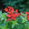 Estrellita™ Scarlet Firecracker Bush -Green Haven Shop Bouvardia Estrellita Scarlet P1228533 800 800 60