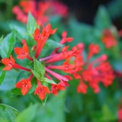 Estrellita™ Scarlet Firecracker Bush -Green Haven Shop Bouvardia Estrellita Scarlet P1228540 800 800 60
