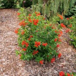 Estrellita™ Scarlet Firecracker Bush -Green Haven Shop Bouvardia Estrellita Scarlet P1238155 800 800 60