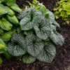 'Jack Of Diamonds' Siberian Bugloss -Green Haven Shop Brunnera Jack of Diamonds 1 P