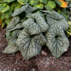 'Jack Of Diamonds' Siberian Bugloss -Green Haven Shop Brunnera Jack of Diamonds 2 P