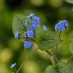 'Queen Of Hearts' Siberian Bugloss -Green Haven Shop Brunnera Queen of Hearts 2 P