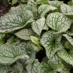 'Queen Of Hearts' Siberian Bugloss -Green Haven Shop Brunnera Queen of Hearts 3 P