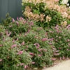 Lo & Behold® 'Pink Micro Chip' Butterfly Bush -Green Haven Shop Buddleia Lo Behold Pink Micro Chip 1 P