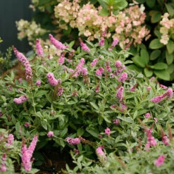 Lo & Behold® 'Pink Micro Chip' Butterfly Bush -Green Haven Shop Buddleia Lo Behold Pink Micro Chip 3 P