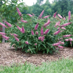 Lo & Behold® 'Pink Micro Chip' Butterfly Bush -Green Haven Shop Buddleia Lo Behold Pink Micro Chip 4 P