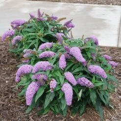 Pugster Amethyst® Butterfly Bush -Green Haven Shop Buddleia Pugster Amethyst 1 P