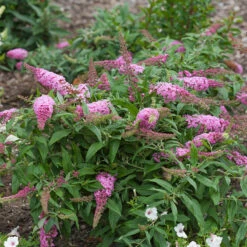 Pugster Pinker™ Butterfly Bush 12 Pugster Pinker™ Butterfly Bush -Green Haven Shop Buddleia Pugster Pink 1 P