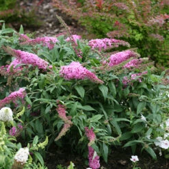 Pugster Pinker™ Butterfly Bush 11 Pugster Pinker™ Butterfly Bush -Green Haven Shop Buddleia Pugster Pink 3 P