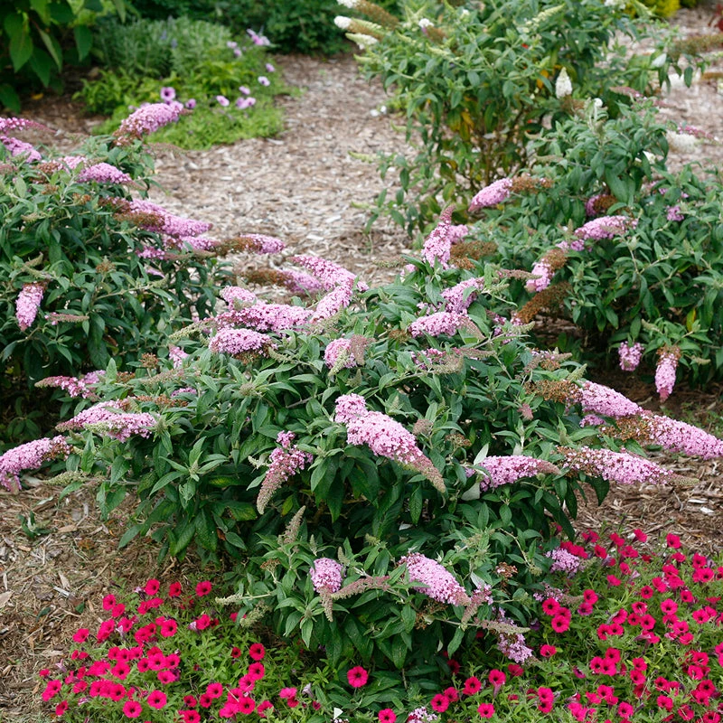 Pugster Pinker™ Butterfly Bush 7 Pugster Pinker™ Butterfly Bush - Image 5