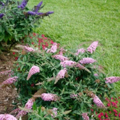 Pugster Pinker™ Butterfly Bush 14 Pugster Pinker™ Butterfly Bush -Green Haven Shop Buddleia Pugster Pink 6 P