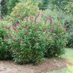 'Miss Molly' Butterfly Bush -Green Haven Shop BuddleiaMissMollyP1082695 800x800 505684e