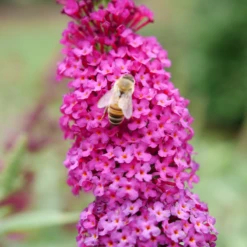 'Miss Molly' Butterfly Bush -Green Haven Shop BuddleiaMissMollyP1082701 800x800 a25a5a7