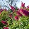 'Miss Molly' Butterfly Bush -Green Haven Shop BuddleiaMissMollyP1094402 1000x1000 de019f3