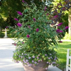 'Miss Ruby' Butterfly Bush -Green Haven Shop BuddleiaMissRubyIMG 6395 800x800 4413271