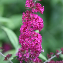 'Miss Ruby' Butterfly Bush -Green Haven Shop BuddleiaMissRubyIMG 7949 800x800 7754d1c