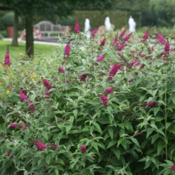 'Miss Ruby' Butterfly Bush -Green Haven Shop BuddleiaMissRubyIMG 7952 800x800 92d867b