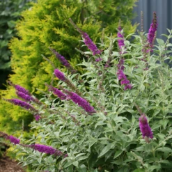 'Miss Violet' Butterfly Bush 10 'Miss Violet' Butterfly Bush -Green Haven Shop BuddleiaMissVioletIMG 0628 800x800 f2df8b8