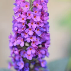'Miss Violet' Butterfly Bush 8 'Miss Violet' Butterfly Bush -Green Haven Shop BuddleiaMissVioletIMG 7472 800x800 cd9a70e