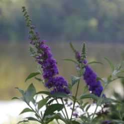 'Miss Violet' Butterfly Bush 9 'Miss Violet' Butterfly Bush -Green Haven Shop BuddleiaMissVioletP2540397 800x800 c121c21