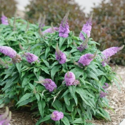 Pugster Amethyst® Butterfly Bush -Green Haven Shop BuddleiaPugsterAmethystDSC04579 800x800 c89e8f7