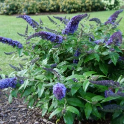 Pugster Blue® Butterfly Bush -Green Haven Shop BuddleiaPugsterBlueP1000453 800x800 e5bd860