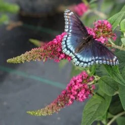 Lo & Behold Ruby Chip® Butterfly Bush
