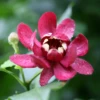 'Aphrodite' Sweetshrub -Green Haven Shop CalycanthusAphroditeIMG 6952 800x800 601ce42
