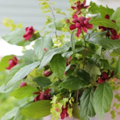 'Aphrodite' Sweetshrub -Green Haven Shop CalycanthusAphroditeIMG 7183 800x800 eae8727