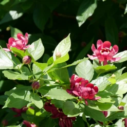 'Aphrodite' Sweetshrub -Green Haven Shop CalycanthusAphroditeP1071175 800x800 f746dfd