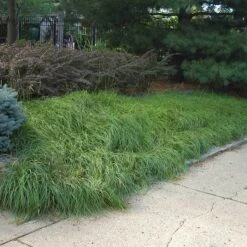 Pennsylvania Sedge -Green Haven Shop Carex pennsylvanica oak sedge 3