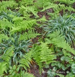 Bunny Blue® 'Hobb' Sedge -Green Haven Shop Carex Bunny Blue 03