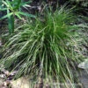 Eastern Star Sedge 2 Eastern Star Sedge -Green Haven Shop Carex Radiata 04