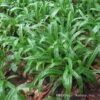 Plantain-Leaf Sedge -Green Haven Shop Carex plantaginea 03