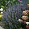 Beyond Midnight® Bluebeard -Green Haven Shop Caryopteris Beyond Midnight 1 P 7de8195d fa6b 4c9b 9e82 b5ea83a9edb8 sw