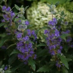 Beyond Midnight® Bluebeard 12 Beyond Midnight® Bluebeard -Green Haven Shop Caryopteris Beyond Midnight 3 P 31df8b38 198c 4262 97f4 d46a339bb904 sw