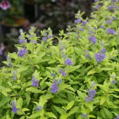 Sunshine Blue® II Bluebeard -Green Haven Shop Caryopteris Sunshine Blue II 3 P