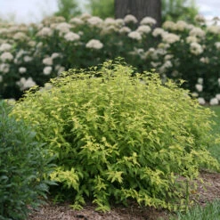 Sunshine Blue® II Bluebeard -Green Haven Shop Caryopteris Sunshine Blue II 4 P