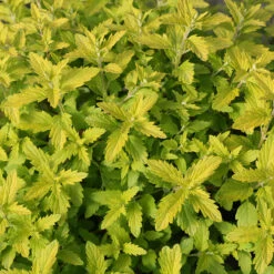 Sunshine Blue® II Bluebeard -Green Haven Shop Caryopteris Sunshine Blue II 5 P