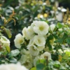 Double Take Eternal White™ Flowering Quince -Green Haven Shop ChaenomelesDoubleTakeEternalWhiteDSC05805 1080x1080 cd937e0