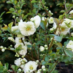 Double Take Eternal White™ Flowering Quince -Green Haven Shop ChaenomelesDoubleTakeEternalWhiteP1151363 1080x1080 ea480fc