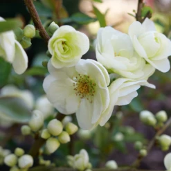 Double Take Eternal White™ Flowering Quince -Green Haven Shop ChaenomelesDoubleTakeEternalWhiteP1151371 1080x1080 18aece4
