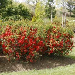 Double Take Orange™ Flowering Quince -Green Haven Shop ChaenomelesDoubleTakeOrangeIMG 2010 800x800 e0d181f